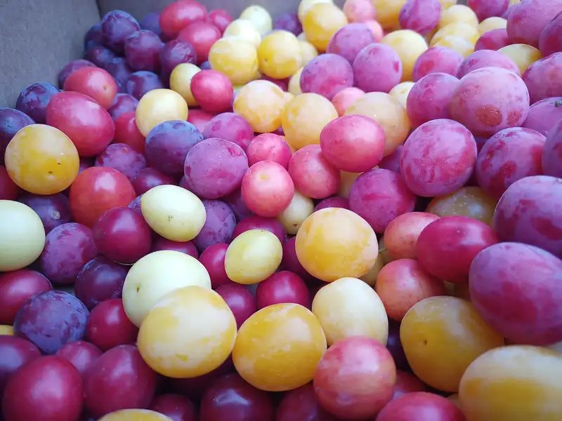 A crate full of colourful plums in yellow, red and purple