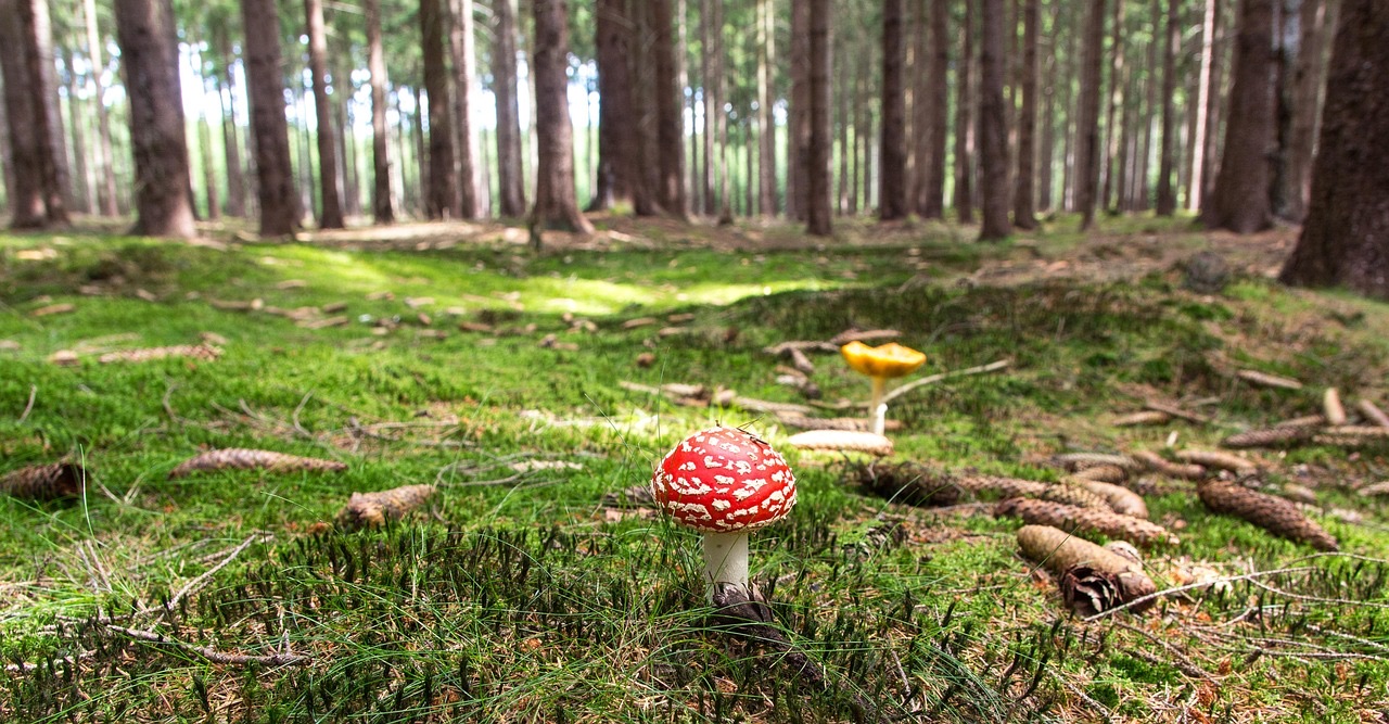 Fliegenpilz im Fichtenwald auf Moosboden — ein Ektomykorrhiza-Partner an seinem Standort
