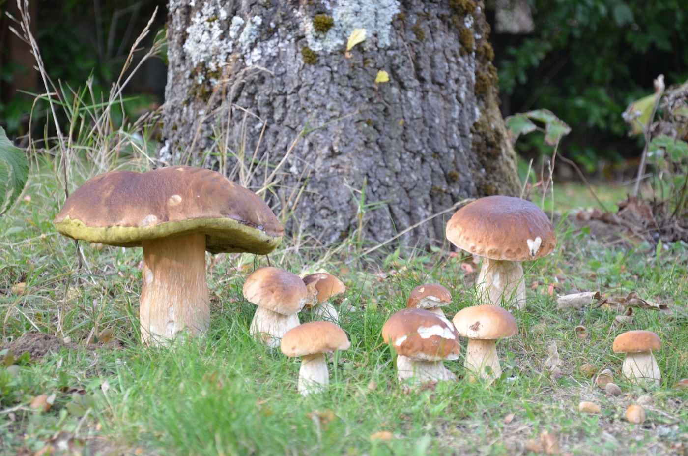 Eine Gruppe Steinpilze am Fuß eines alten Laubbaums im Gras