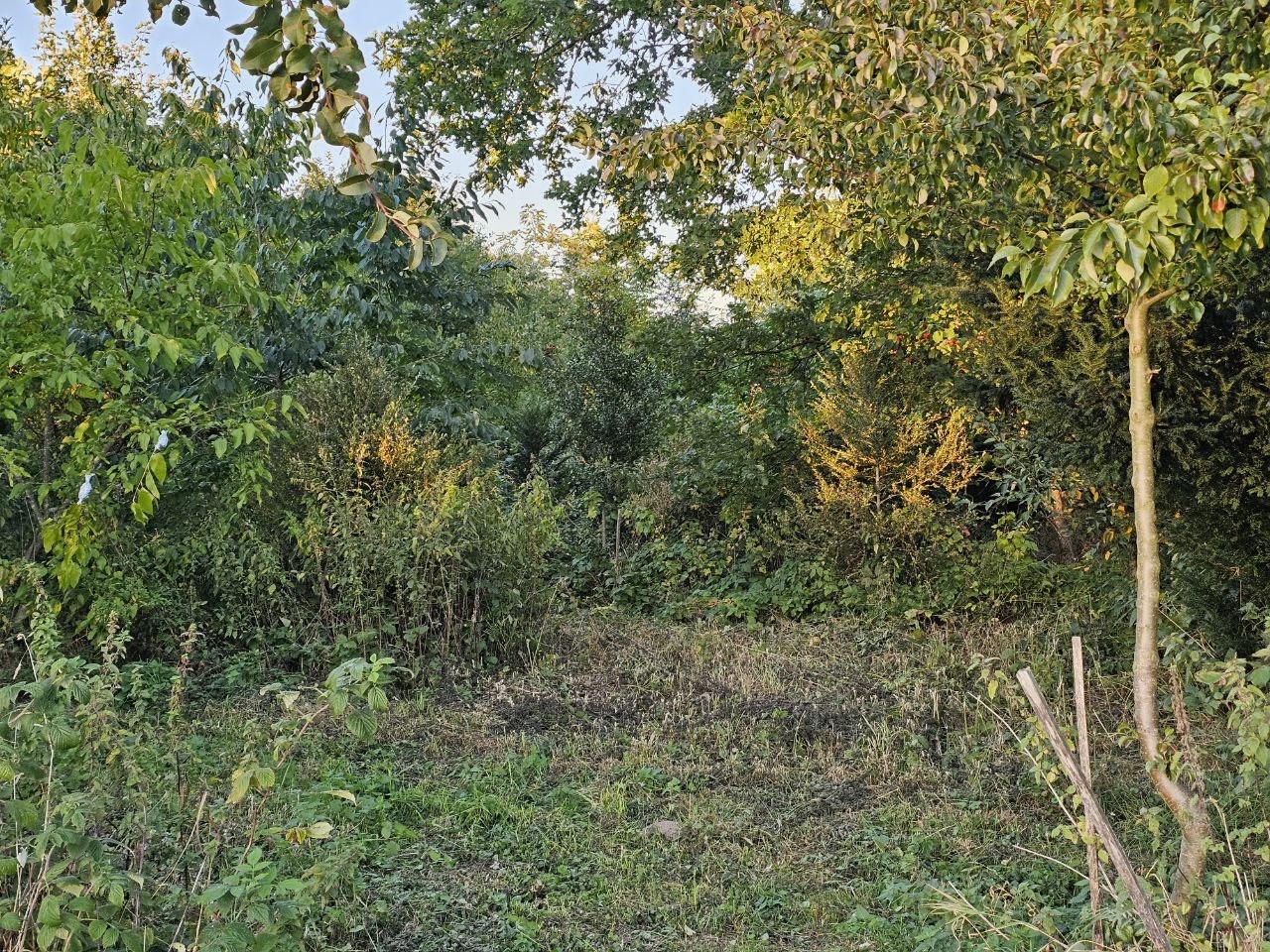 Junger Waldgarten im Spätsommer: Walnuss, Sträucher und Stauden in mehreren Schichten übereinander
